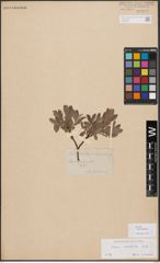 Salix bebbiana Sarg.